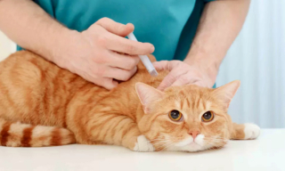 Illustration de l'article : 12 dépenses essentielles que tout propriétaire de chat doit prévoir