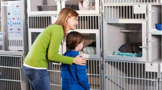 Illustration de l'article : 12 dépenses essentielles que tout propriétaire de chat doit prévoir