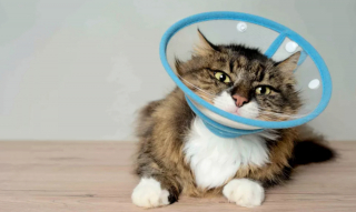 Illustration de l'article : 12 dépenses essentielles que tout propriétaire de chat doit prévoir