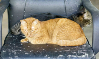 Illustration de l'article : 12 dépenses essentielles que tout propriétaire de chat doit prévoir