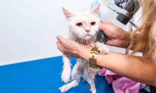 Illustration de l'article : 12 dépenses essentielles que tout propriétaire de chat doit prévoir