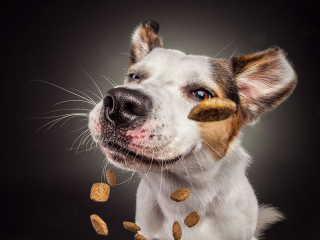 Illustration de l'article : 20 chiens photographiés alors qu'ils tentent de rattraper des friandises en plein vol