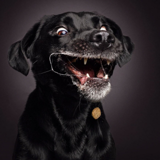 Illustration de l'article : 20 chiens photographiés alors qu'ils tentent de rattraper des friandises en plein vol