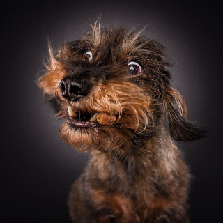 Illustration de l'article : 20 chiens photographiés alors qu'ils tentent de rattraper des friandises en plein vol