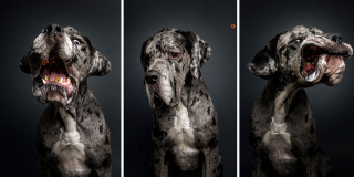 Illustration de l'article : 20 chiens photographiés alors qu'ils tentent de rattraper des friandises en plein vol