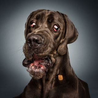 Illustration de l'article : 20 chiens photographiés alors qu'ils tentent de rattraper des friandises en plein vol