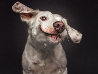 Illustration de l'article : 20 chiens photographiés alors qu'ils tentent de rattraper des friandises en plein vol