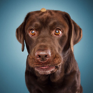 Illustration de l'article : 20 chiens photographiés alors qu'ils tentent de rattraper des friandises en plein vol