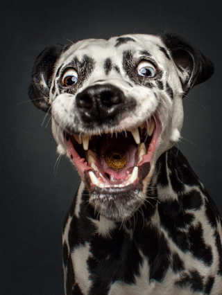 Illustration de l'article : 20 chiens photographiés alors qu'ils tentent de rattraper des friandises en plein vol