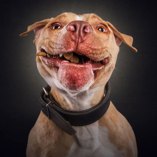 Illustration de l'article : 20 chiens photographiés alors qu'ils tentent de rattraper des friandises en plein vol