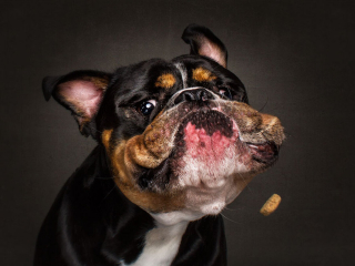 Illustration de l'article : 20 chiens photographiés alors qu'ils tentent de rattraper des friandises en plein vol