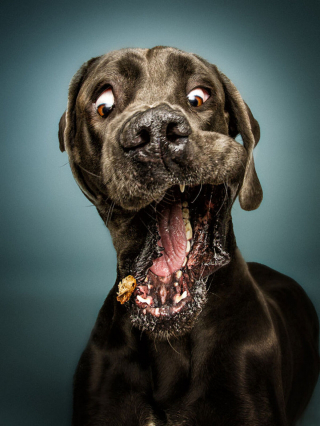 Illustration de l'article : 20 chiens photographiés alors qu'ils tentent de rattraper des friandises en plein vol