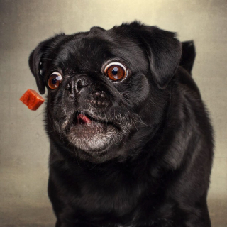 Illustration de l'article : 20 chiens photographiés alors qu'ils tentent de rattraper des friandises en plein vol