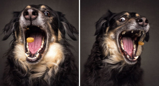 Illustration de l'article : 20 chiens photographiés alors qu'ils tentent de rattraper des friandises en plein vol