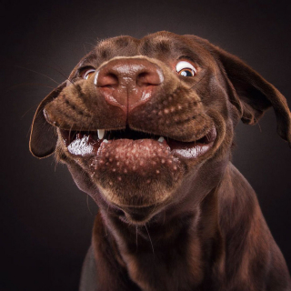 Illustration de l'article : 20 chiens photographiés alors qu'ils tentent de rattraper des friandises en plein vol
