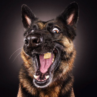 Illustration de l'article : 20 chiens photographiés alors qu'ils tentent de rattraper des friandises en plein vol