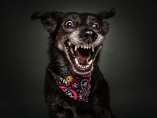 Illustration de l'article : 20 chiens photographiés alors qu'ils tentent de rattraper des friandises en plein vol