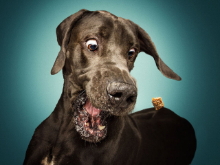 Illustration de l'article : 20 chiens photographiés alors qu'ils tentent de rattraper des friandises en plein vol