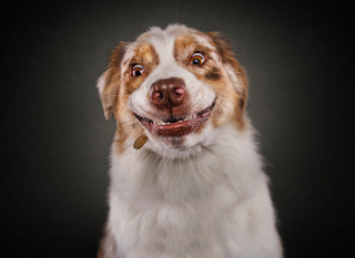 Illustration de l'article : 20 chiens photographiés alors qu'ils tentent de rattraper des friandises en plein vol