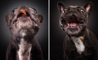 Illustration de l'article : 20 chiens photographiés alors qu'ils tentent de rattraper des friandises en plein vol