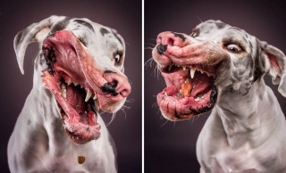 Illustration de l'article : 20 chiens photographiés alors qu'ils tentent de rattraper des friandises en plein vol