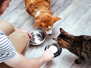 Illustration de l'article : Pour la garde de votre animal pendant les vacances, faites appel aux professionnels du SNPCC