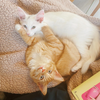 Illustration de l'article : Une femme ne parvient pas à choisir entre 2 chatons et fait naître une belle amitié