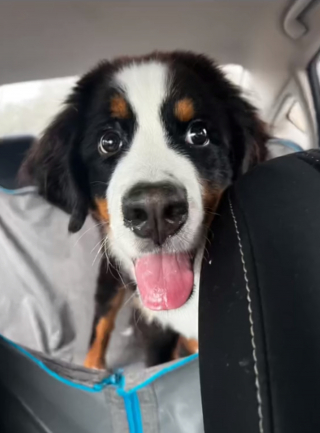 Illustration de l'article : Elle surprend son mari en rentrant des courses avec un nouveau chiot (vidéo)