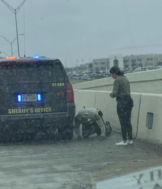 Illustration de l'article : Une jeune femme et sa grand-mère s’unissent pour aider un chat piégé sur l’autoroute