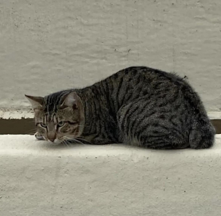 Illustration de l'article : Une jeune femme et sa grand-mère s’unissent pour aider un chat piégé sur l’autoroute