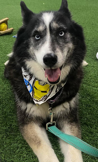 Illustration de l'article : Une vidéo capture les retrouvailles d’une femme et de sa chienne, qu’elle cherchait sans relâche depuis 2 semaines