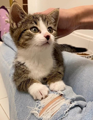 Illustration de l'article : Le parcours inspirant de 2 sœurs craintives et agressives, devenues d’adorables chattes câlines (vidéo)