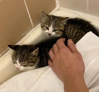 Illustration de l'article : Le parcours inspirant de 2 sœurs craintives et agressives, devenues d’adorables chattes câlines (vidéo)