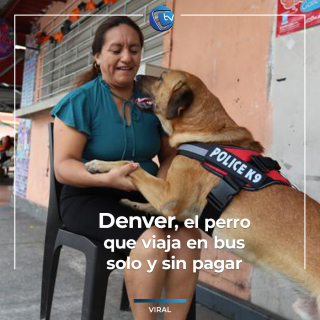 Illustration de l'article : Ce chien a appris tout seul à prendre le bus pour faire des visites surprises à sa propriétaire au travail (vidéo)