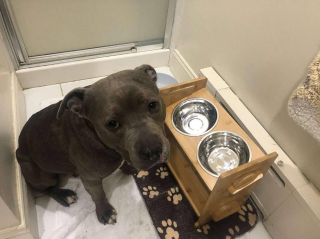 Illustration de l'article : Ce chien prend sa revanche sur la vie après avoir été retrouvé abandonné avec la langue coupée