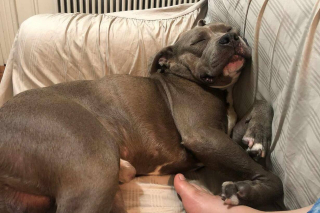 Illustration de l'article : Ce chien prend sa revanche sur la vie après avoir été retrouvé abandonné avec la langue coupée