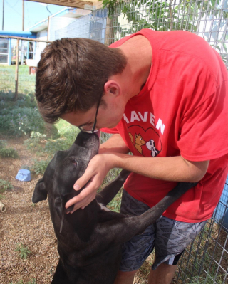 Illustration de l'article : Le propriétaire d’une chienne filme son départ du chenil, dans lequel elle était restée 7 ans (vidéo)