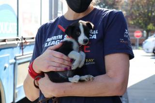 Illustration de l'article : 57 chiens rescapés d'une usine à chiots, et n'ayant jamais connu l'amour d'une famille, attendent leur adoption