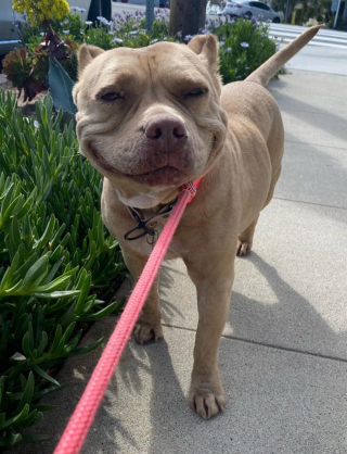 Illustration de l'article : Cet ancien chien errant séduit tous ceux qu'il croise avec son immense sourire