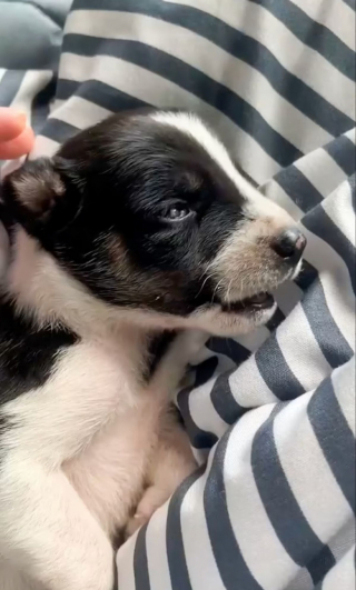 Illustration de l'article : Des personnes se mobilisent pour sauver un chiot kidnappé par un singe