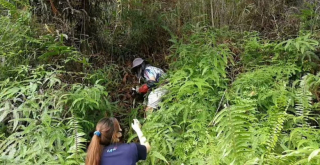 Illustration de l'article : Des personnes se mobilisent pour sauver un chiot kidnappé par un singe