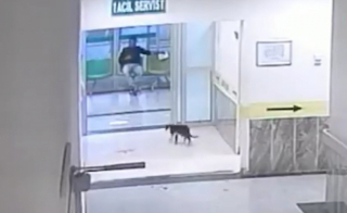 Illustration de l'article : Un chat blessé se rend de lui-même dans un hôpital et est pris en charge par les médecins (vidéo)