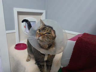 Illustration de l'article : Ce chat atteint d’une infection à l’oreille non traitée par ses propriétaires n’a plus d’autre choix que d’être amputé 