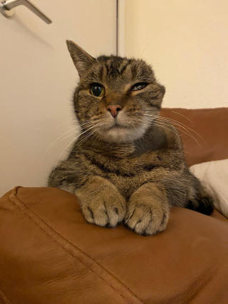 Illustration de l'article : Ce chat atteint d’une infection à l’oreille non traitée par ses propriétaires n’a plus d’autre choix que d’être amputé 