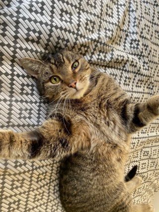Illustration de l'article : Ce chat atteint d’une infection à l’oreille non traitée par ses propriétaires n’a plus d’autre choix que d’être amputé 