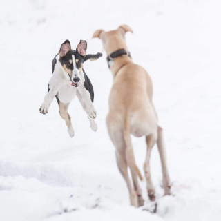 Illustration de l'article : 11 photos rendant compte de la puissance et de la grâce des lévriers Greyhounds