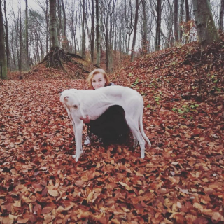 Illustration de l'article : 11 photos rendant compte de la puissance et de la grâce des lévriers Greyhounds