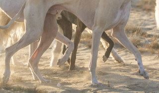 Illustration de l'article : 11 photos rendant compte de la puissance et de la grâce des lévriers Greyhounds