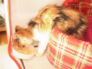 Illustration de l'article : Un garçon de 6 ans sauve la vie d’une chatonne enfermée dans un égout depuis plusieurs jours