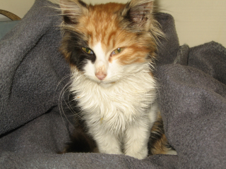 Illustration de l'article : Un garçon de 6 ans sauve la vie d’une chatonne enfermée dans un égout depuis plusieurs jours